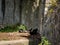 A young, lazyÂ himalayan black bear (Ursus thibetanus) lying in his lair.